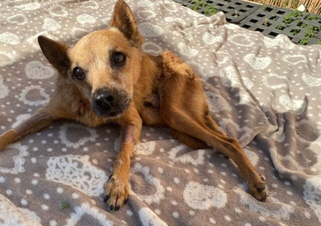 Cane abbandonato in provincia di Trapani cerca casa, Bambi ha bisogno del tuo aiuto