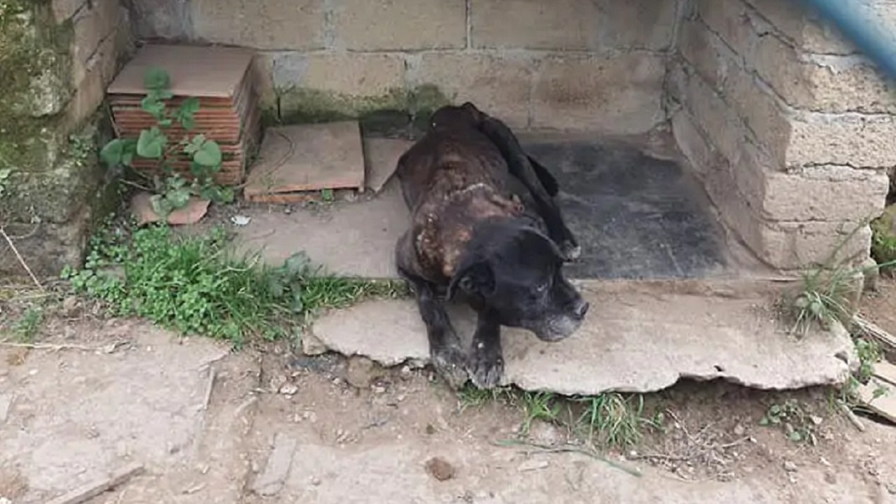 Cane nero in mezzo alle macerie