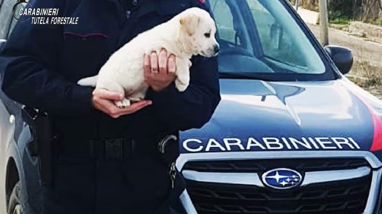 Carabinieri con cucciolo di Pastore Maremmano