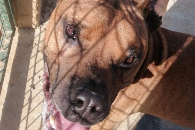 Cane abbandonato nella casa vuota, Comune restituisce Tyson ai proprietari un anno dopo