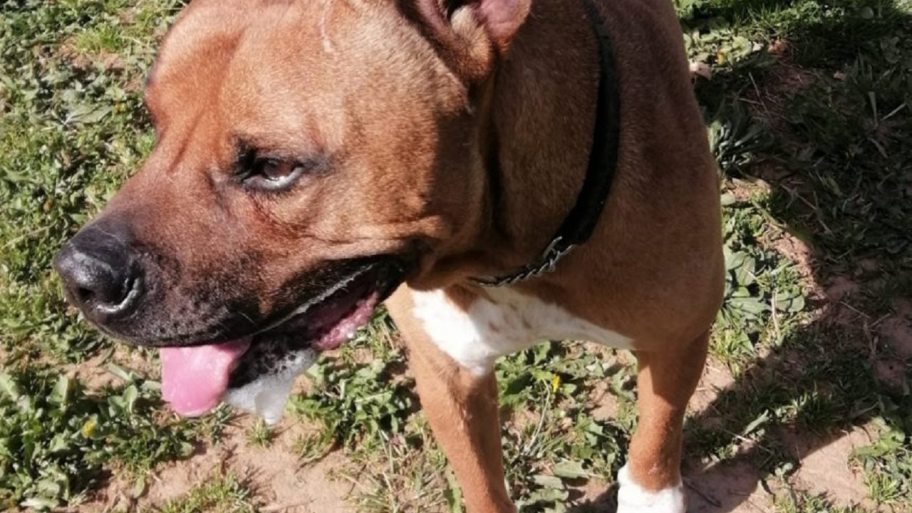 Cane marrone nel giardino