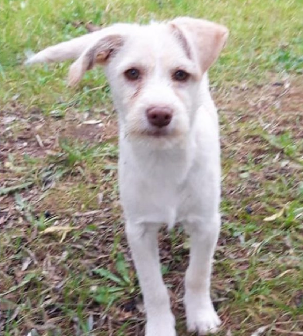 Cane bianco nel giardino