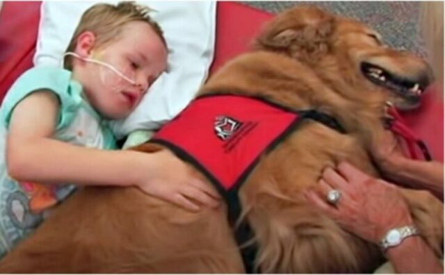 Il cane si accoccola al canto al bambino con una paresi cerebrale e fa del suo meglio per tirarlo su (VIDEO)