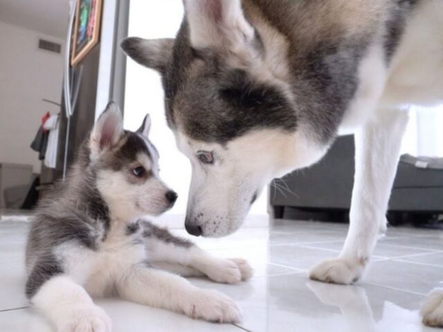 Un papà Husky vede per la prima volta suo figlio: sono due gocce d’acqua