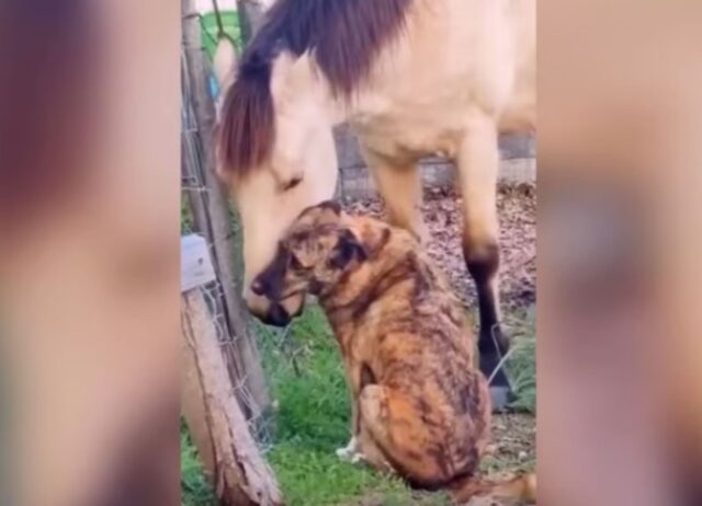 Un incontro che ha fatto sognare tutti: questo cane ha trovato il vero amore in un cavallo (VIDEO)