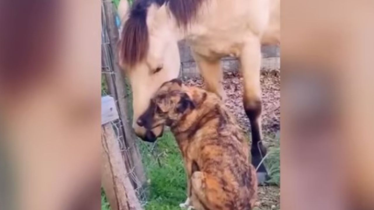 cane e cavallo