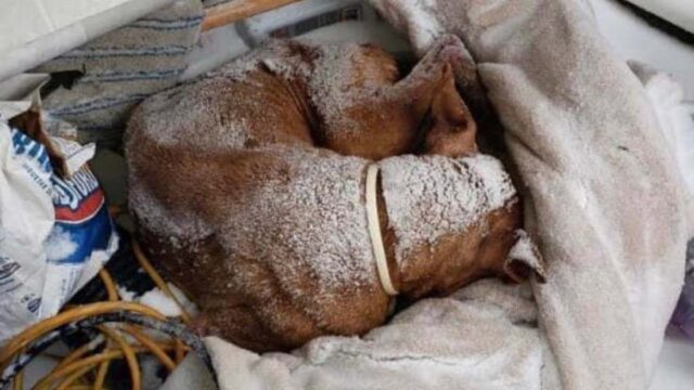 Cane anziano sofferente abbandonato sotto la neve, a 16 gradi sotto lo zero