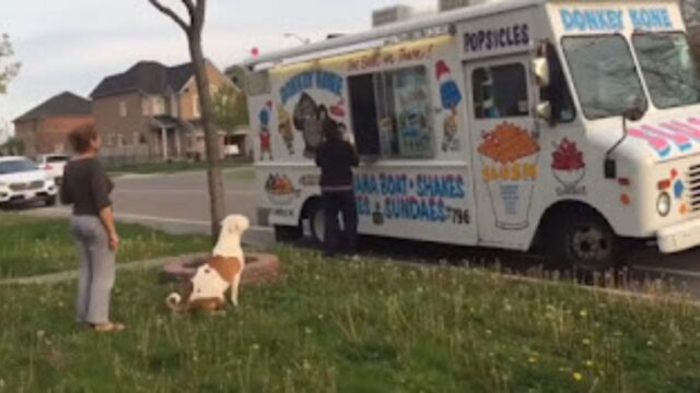 Questo cane aspetta ogni giorno che il camioncino dei gelati passi per poter assaggiare qualcosa