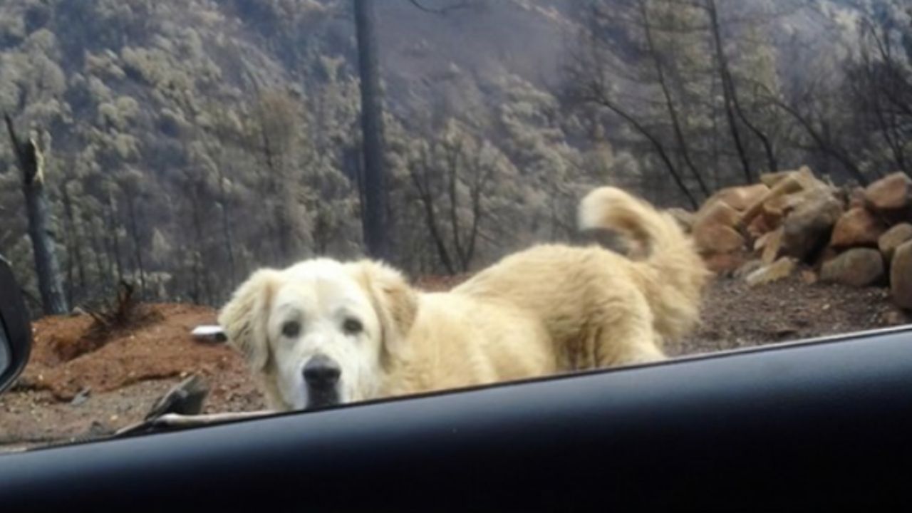 cane che va incontro all'automobile