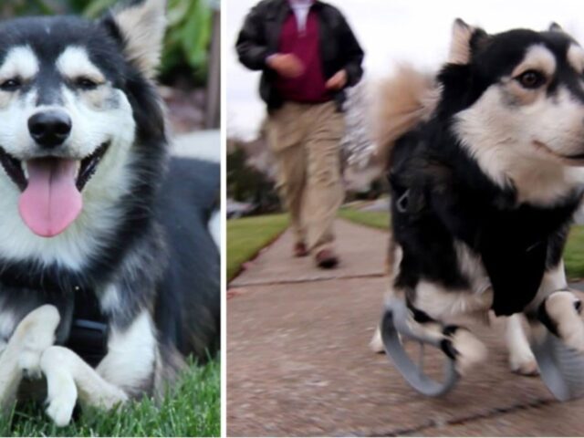cane corre con le protesi