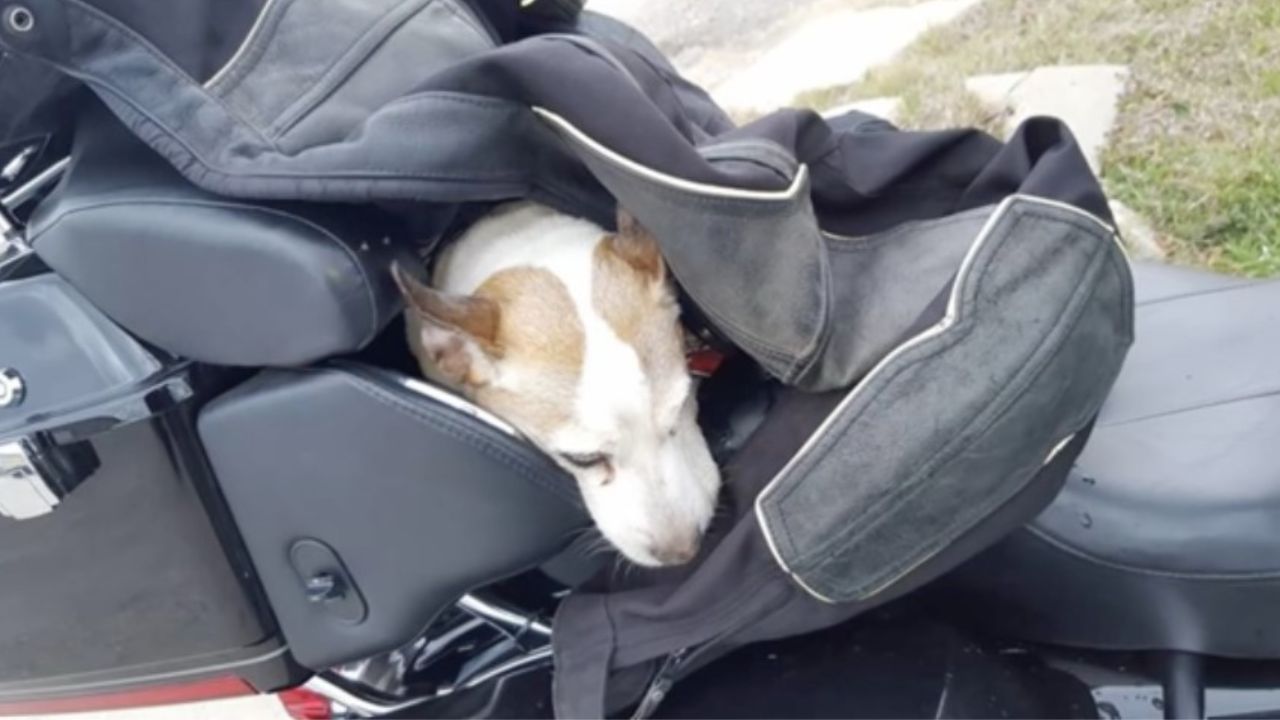 cane bianco e marrone su moto nera 