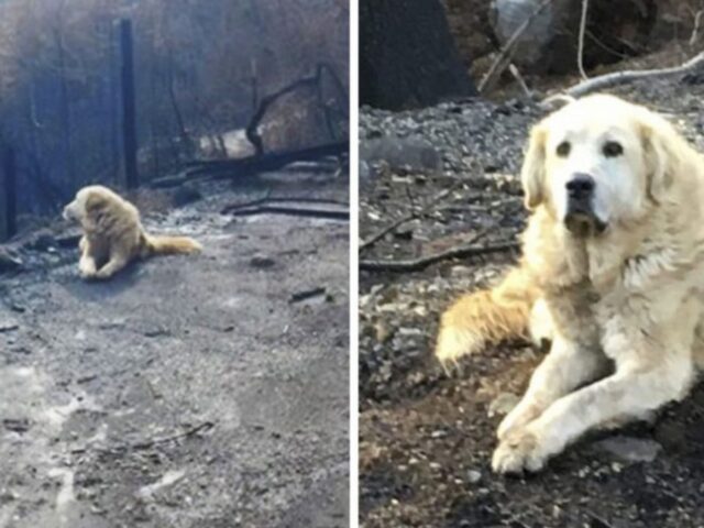 La cagnolina che ha fatto la guardia a casa sua per un mese dopo che l’incendio della California l’aveva distrutta