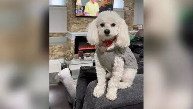 Cane bloccato in aeroporto con permesso sanitario scaduto: la storia di Valentino