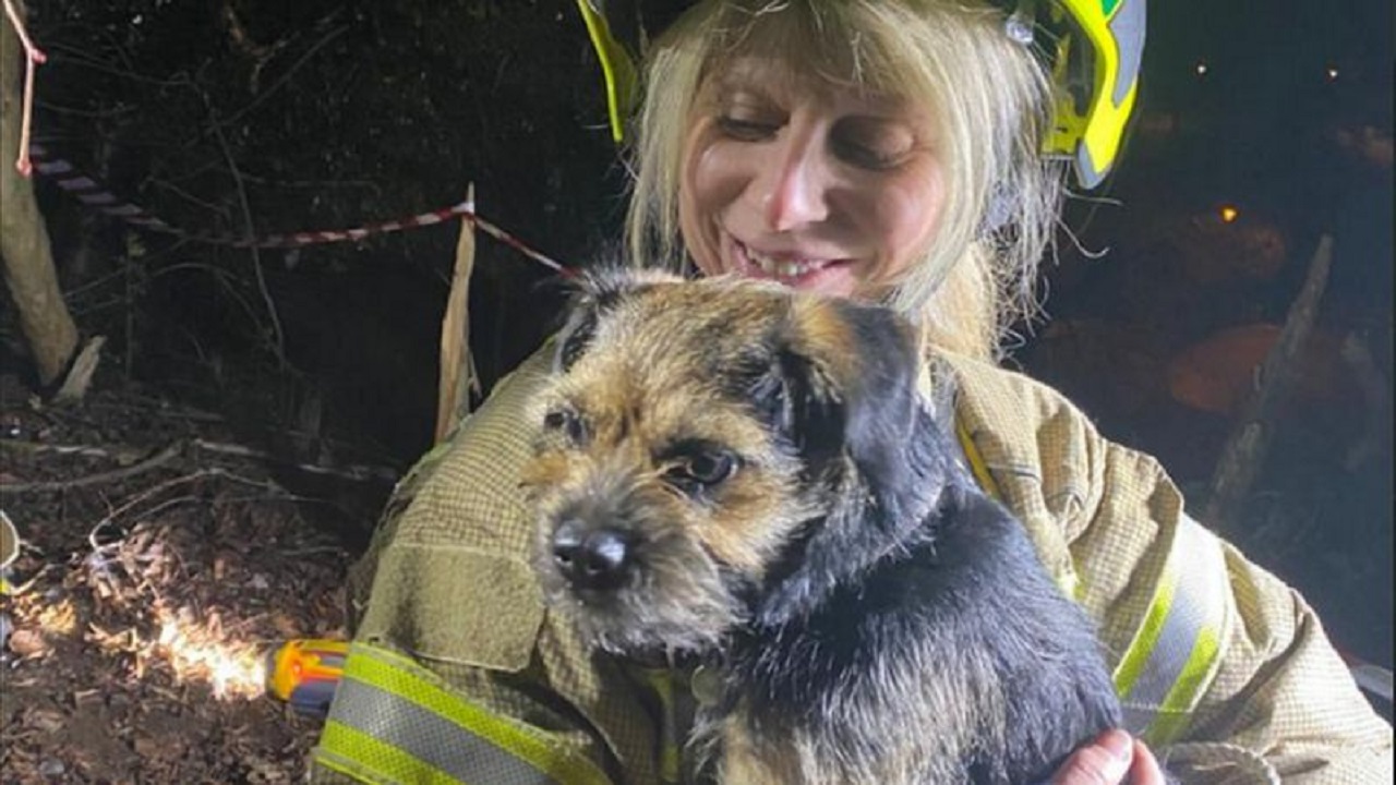 Cane in braccio a una donna