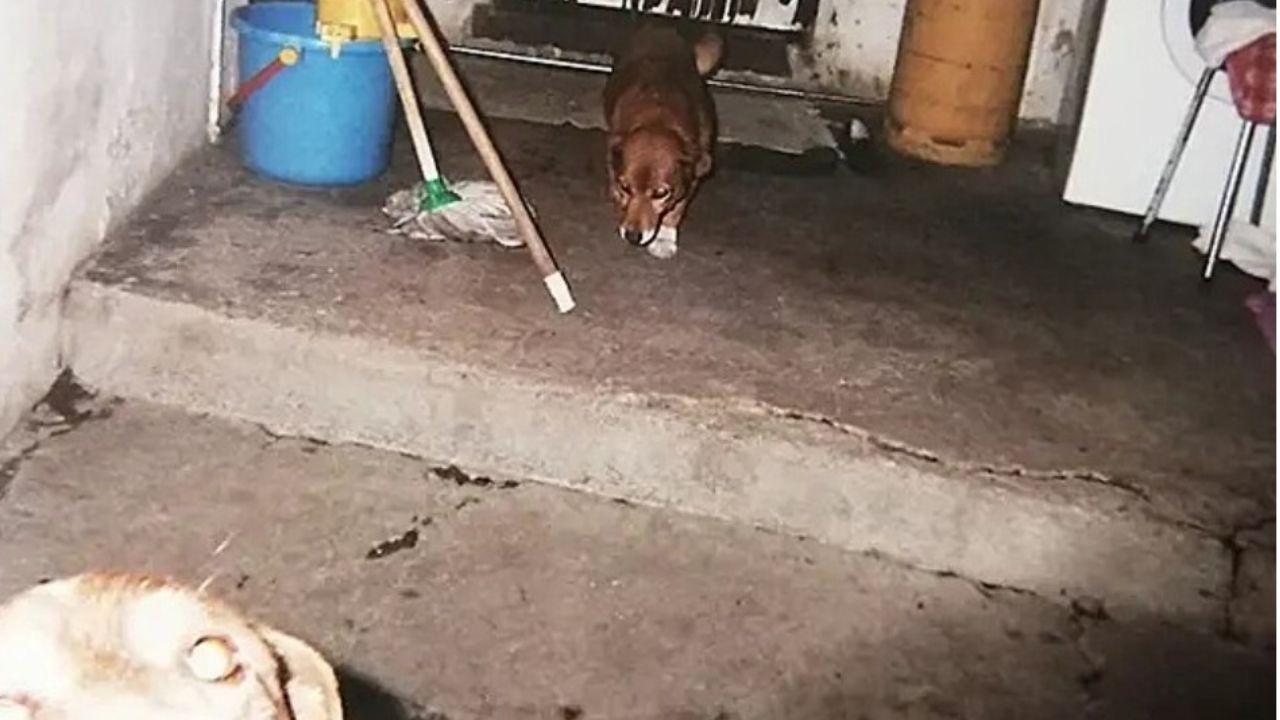 cane marrone cammina in cantina