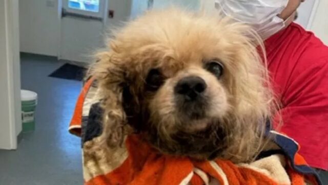 Cane cementato al suolo rimane lì fermo per giorni, vivo per miracolo