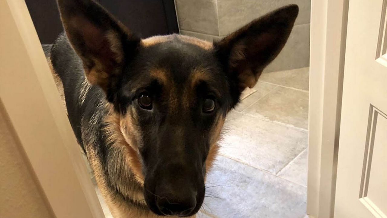 cane nero e marrone che guarda in su