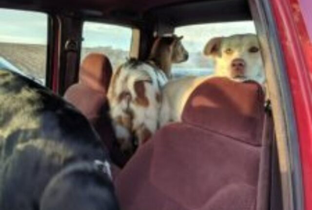 Si era perso e la famiglia era disperata, ma poi il cane è tornato con due nuovi amici