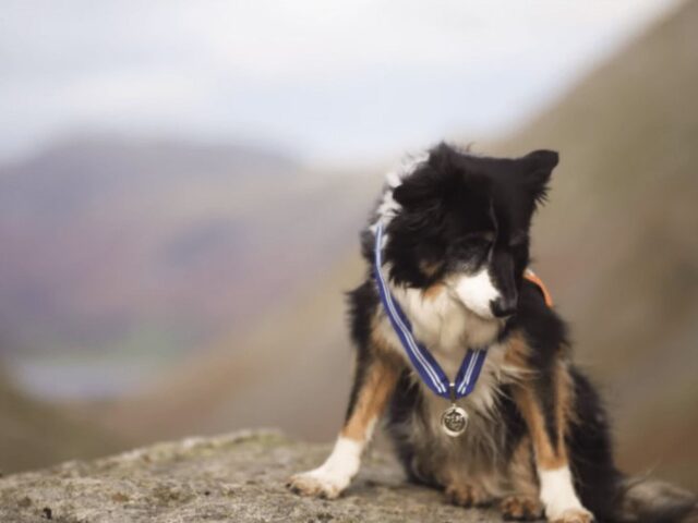 cane con medaglia in montagna