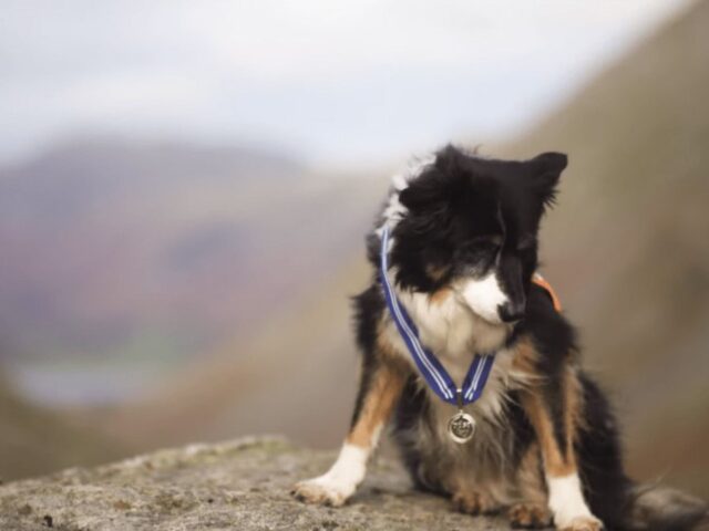 Skye viene premiata con una medaglia per i suoi 11 anni di servizio