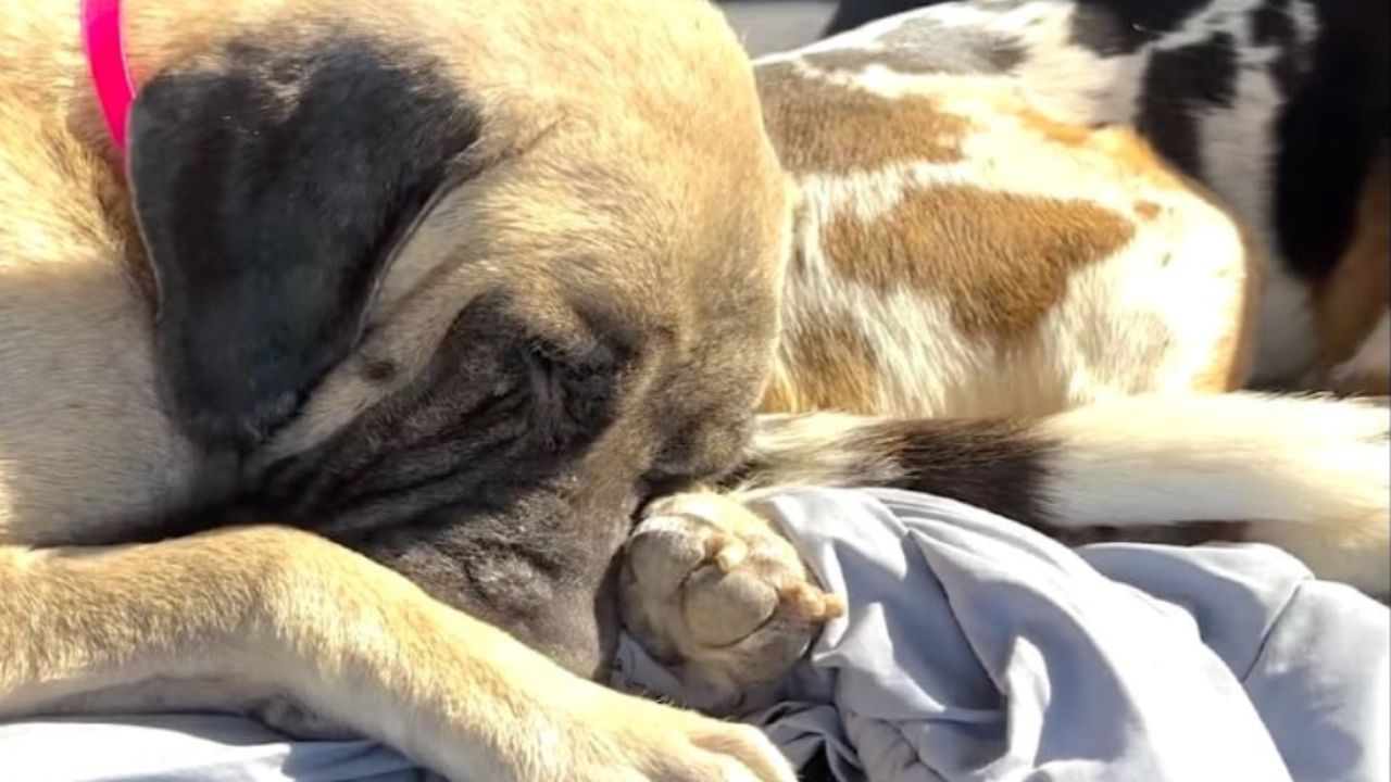 cagnolina che dorme