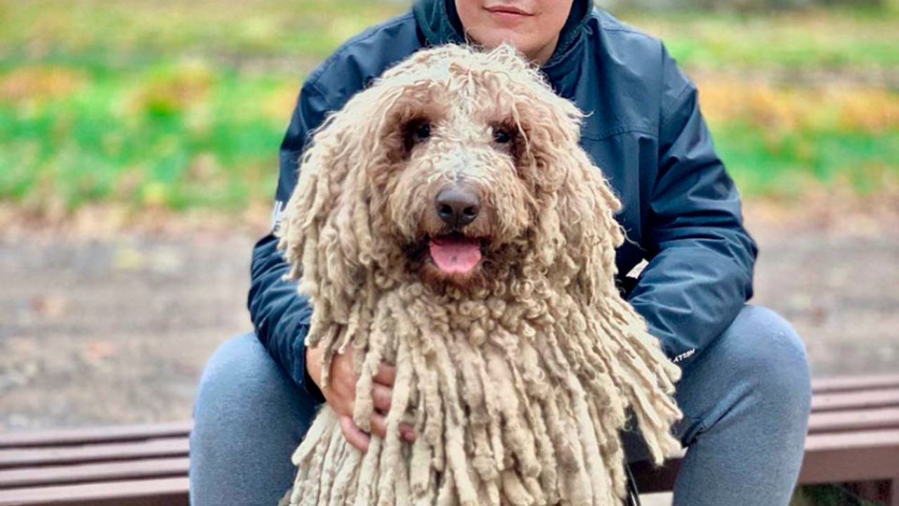 cane con padrone che guarda l'obiettivo