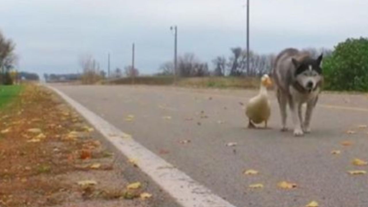 cane e apera passeggiano