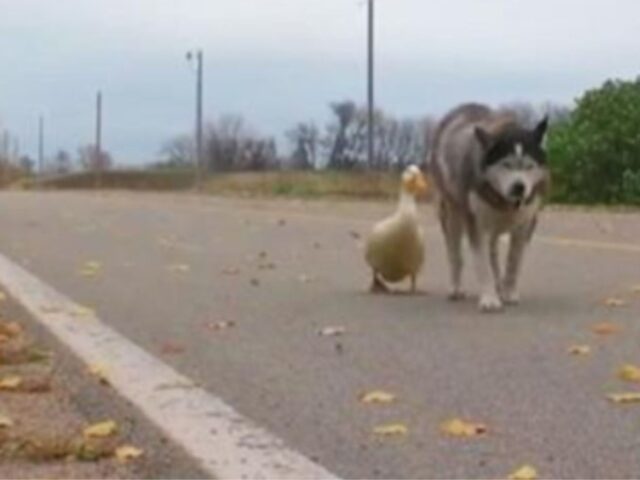 cane con papera sulla strada