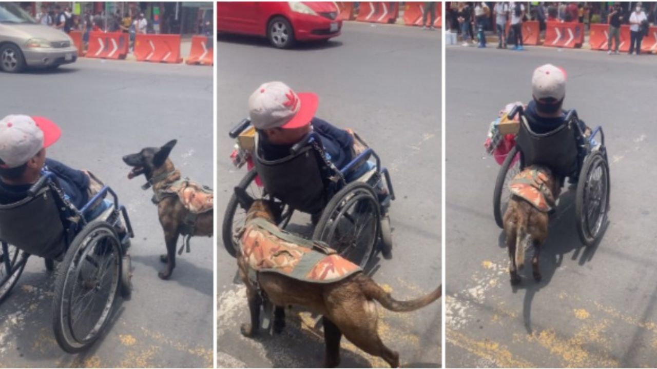 uomo viene trainato da un cane 