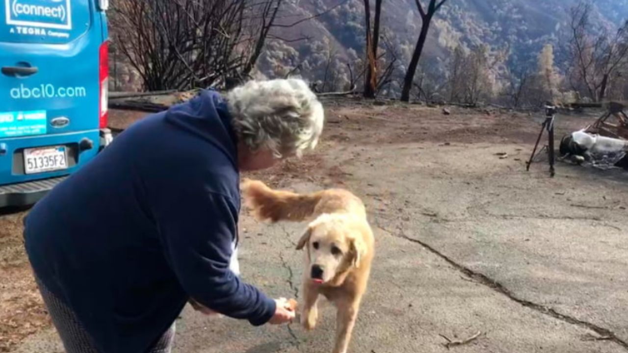 cane con uomo davanti al furgoncino 