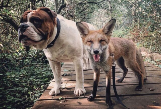 Un’amicizia imprevedibile: il Bulldog e la volpe diventano una coppia letteralmente inseparabile