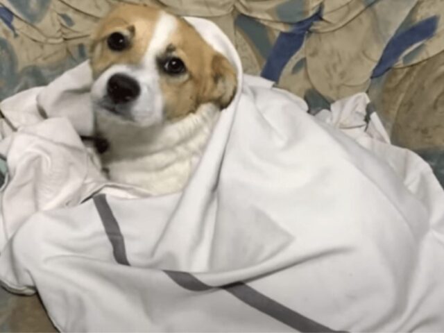 cane con la coperta sul divano