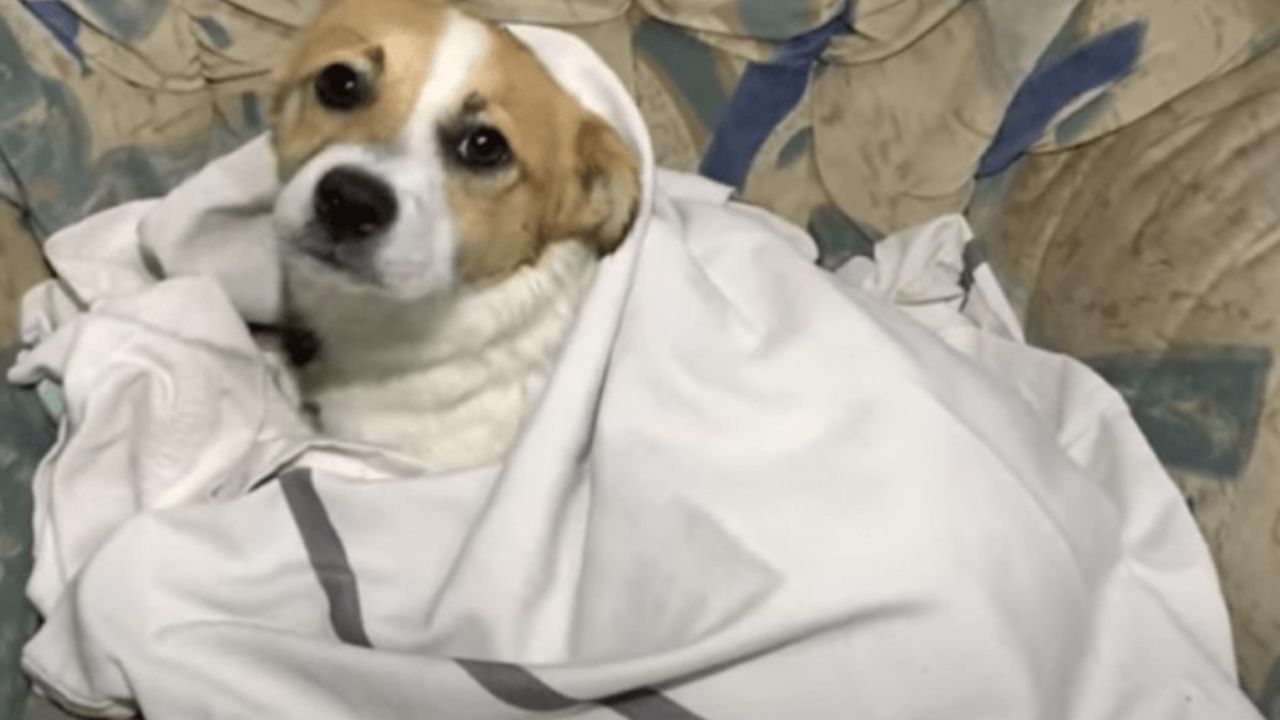 cane avvolto nella coperta 