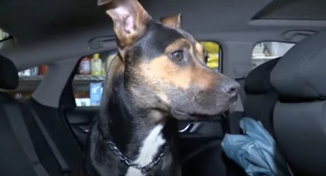 Cane corre lungo l’autostrada, infermiera si ferma per salvarlo