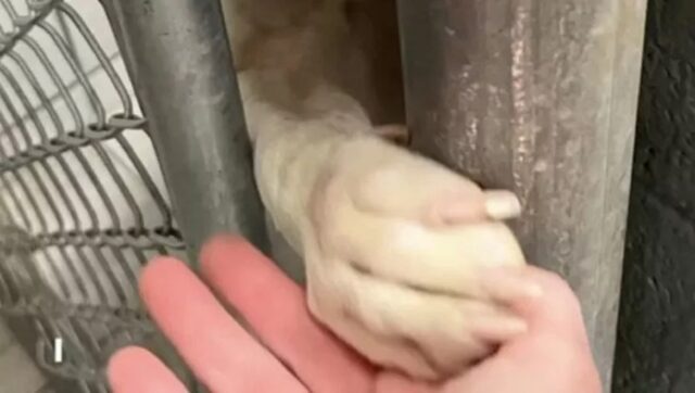 Cane dà la zampa dalle sbarre: non vuole lasciare la mano di chi si avvicina