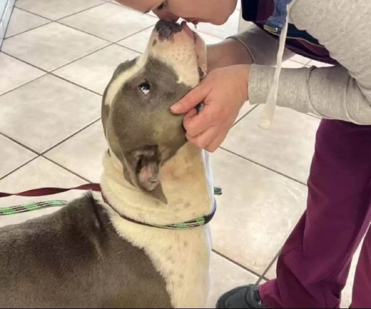 Cane dà un bacio