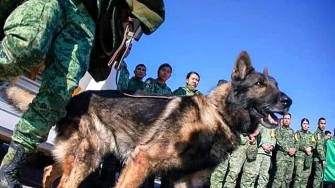 Cane da soccorso in azione