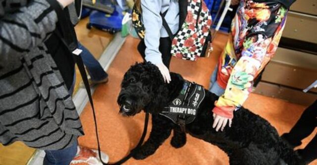 Cane da terapia per i bambini a scuola, l’esperimento in Oklahoma