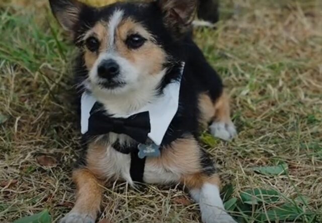 Cane dei neo sposi si emoziona all’altare, Nick fa piangere tutti