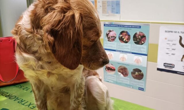 Cane di 2 anni ritrovato nei boschi a Potenza: la sua storia ha un lieto fine