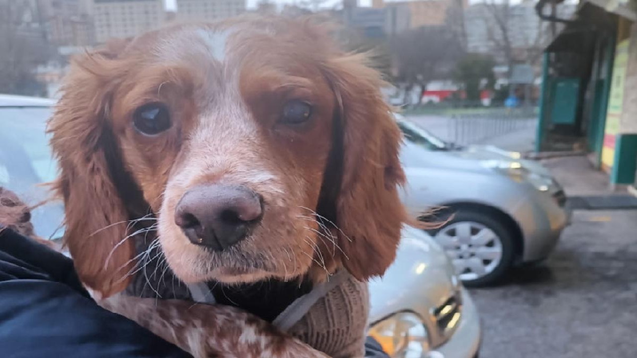 Cane bianco e marrone