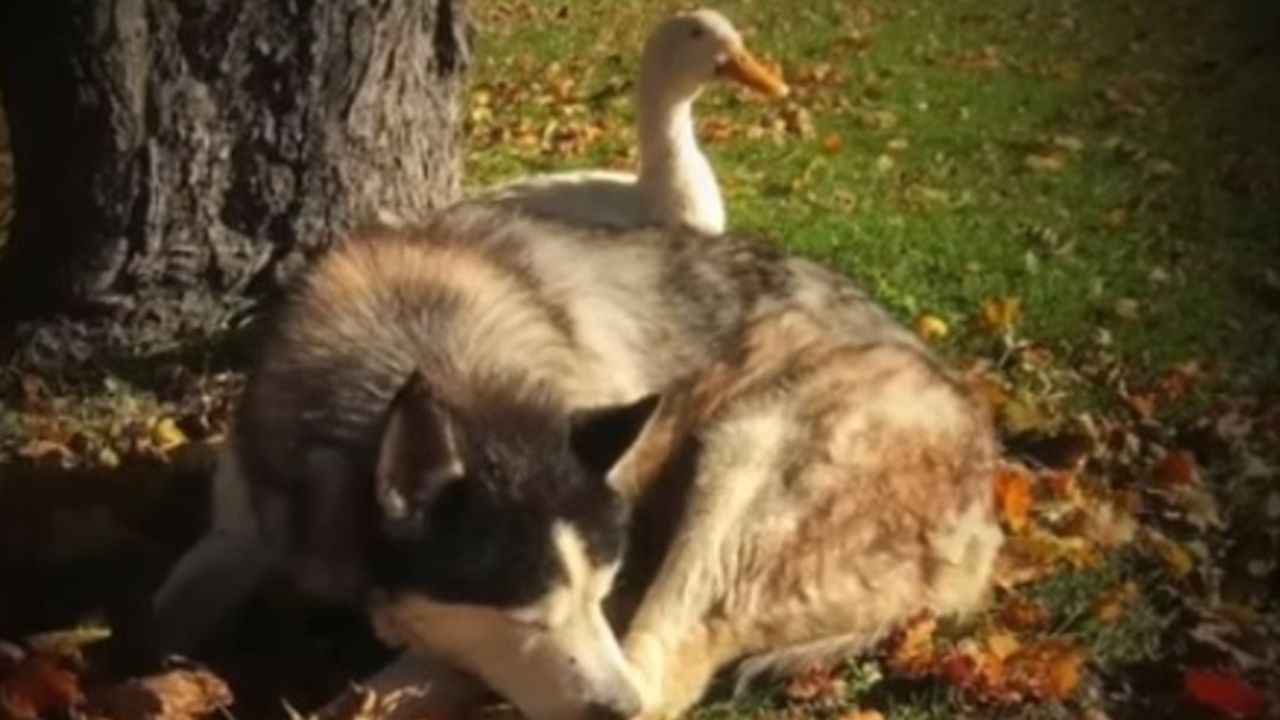 cane e papera dormono