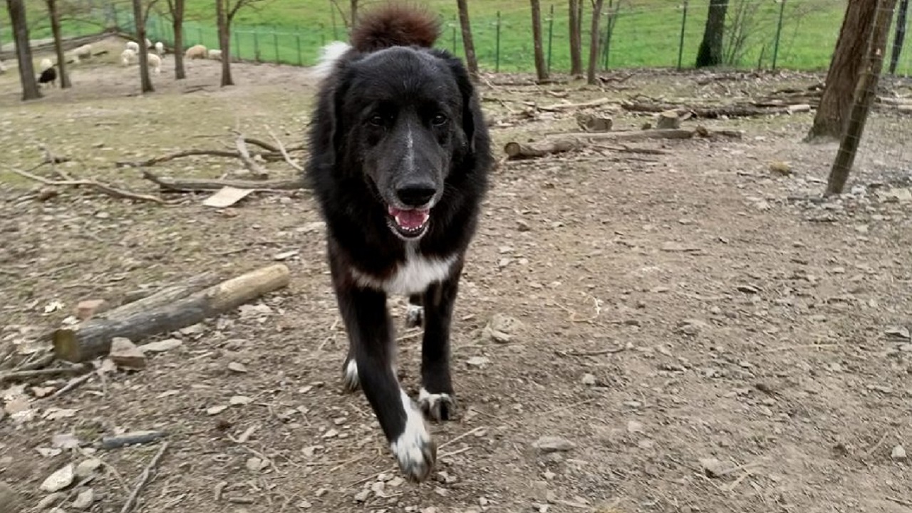 Cane Pastore tedesco nero