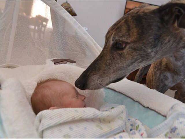 cane marrone con neonato