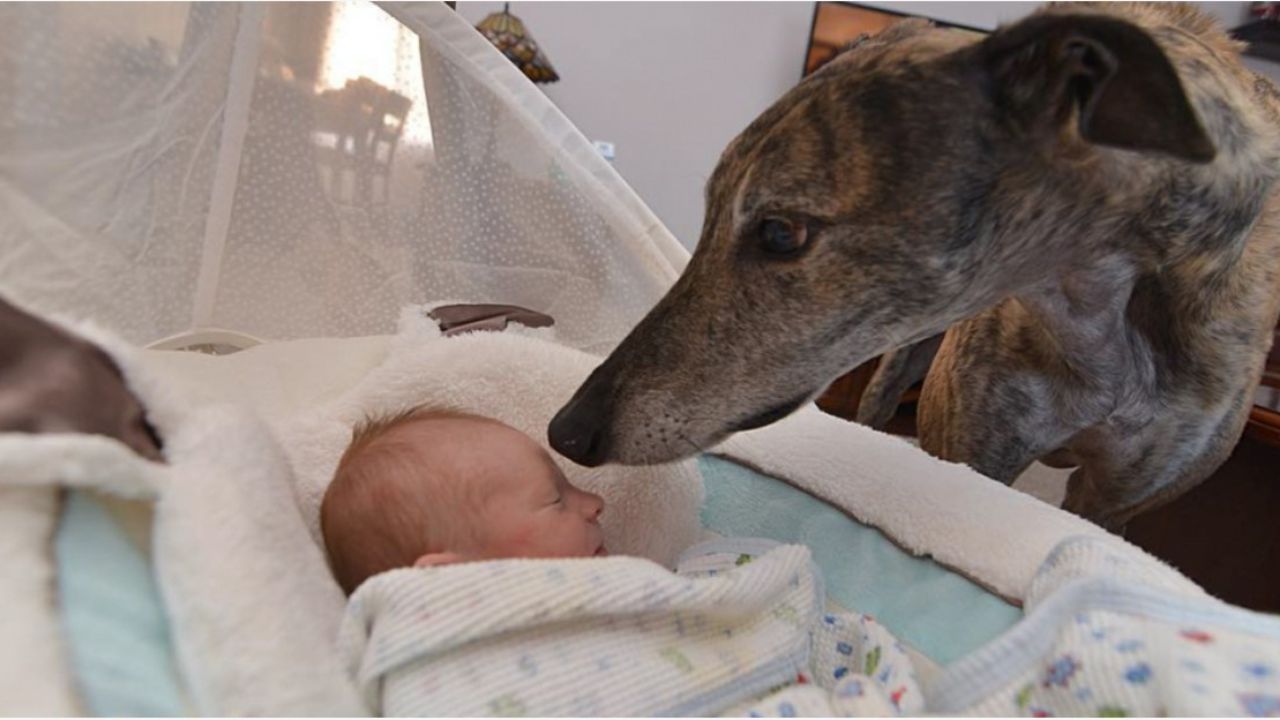 cane con bimbo nella culla