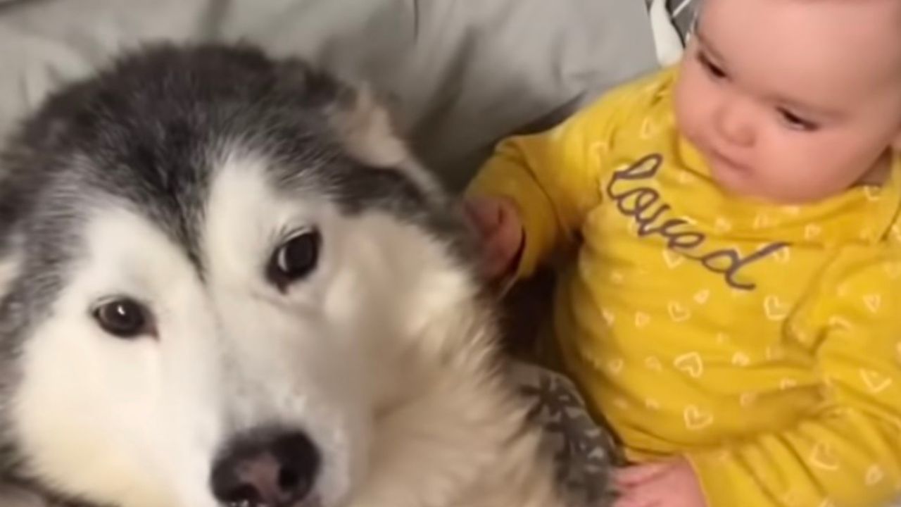 cane e bimba giocano