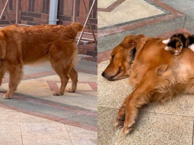 Questo cane è diventato ufficialmente il papà adottivo del gattino e gli insegna persino a camminare