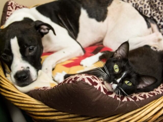 Sono sempre stati inseparabili: questo cane e questo gatto hanno persino trovato casa insieme