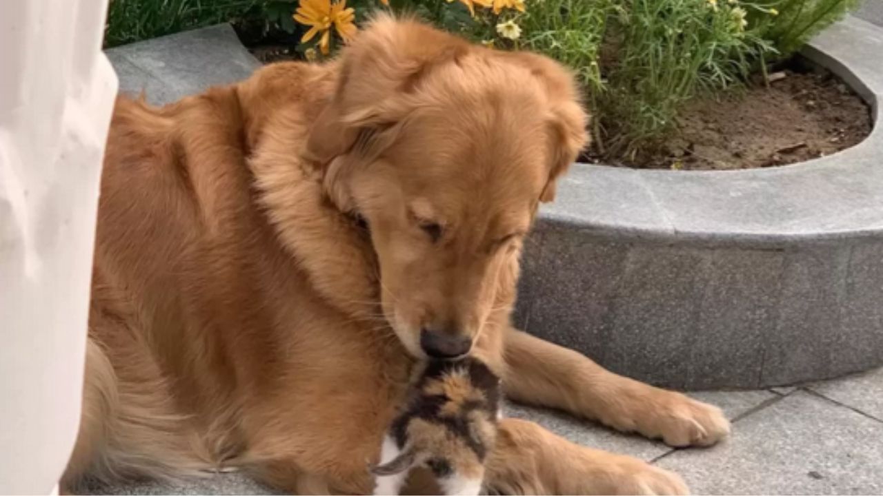 gatto e cane sul marciapiede