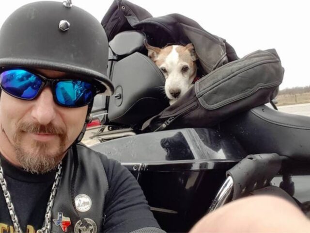 cane con uomo in motocicletta